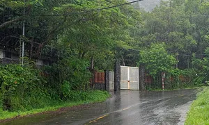 Thu hồi hơn 7.000 m2 đất ở rừng Sơn Trà