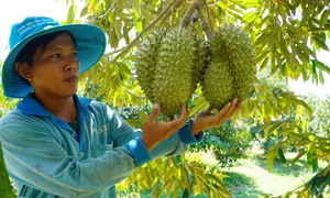 Xuất khẩu sầu riêng, gạo bứt phá năm 2024
