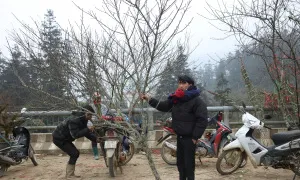 Chợ đào phai Sa Pa ven quốc lộ