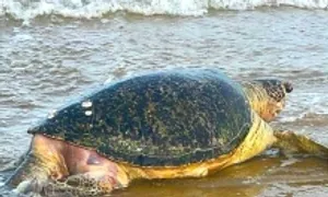 Rùa biển hơn 100 kg chết dạt vào bờ biển Mũi Né Rùa biển hơn 100 kg chết dạt vào bờ biển Mũi Né